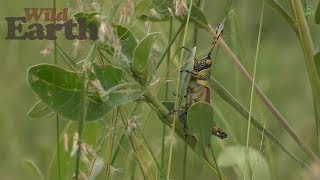 WildEarth -Sunset Safari - February 6, 2020 - Part 1