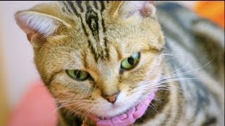 おもしろ赤ちゃん猫かわいい顔　funny baby cat so cute