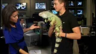 Reptiles That Don't Make Good Pets