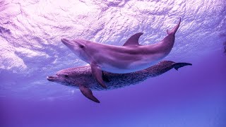 Healing Energy Cleanse | Meditation Music 528Hz | Raise Positive Energy | Detox Your Soul