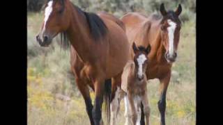 Native spirit Horses