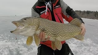 GIANT Mille Lacs Pike! Tip-Up Fishing Late Ice 2017