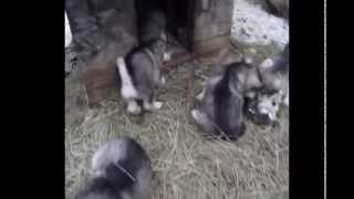Mini - Balto