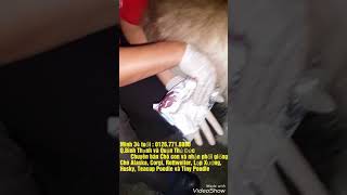 Test tinh trùng Chó Alaska và đỡ phối giống.Minh 35 tuổi: 076.771.8880 .Quận Bình Thạnh và Q.Thủ Đức