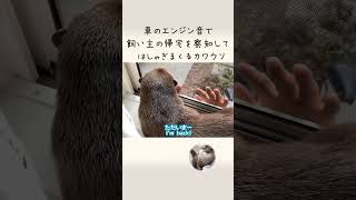 車のエンジン音で飼い主の帰宅を察知しはしゃぎまくる otter grasps the owner's return home by the sound of a car