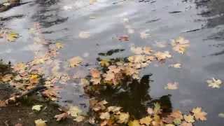 ОСЕНЬ  КЛЕНОВЫЕ ЛИСТЬЯ ВОЛНЫ Футаж