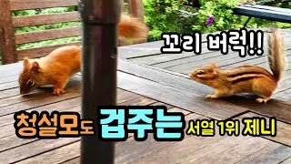 청설모 겁주고 바나나 챙기는 다람쥐 제니 Jenny Faces Down Red Squirrel To Eat Banana