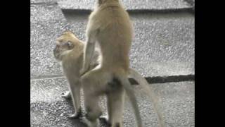 MONKEY LOVE