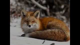 Wallpapers Animals (Part 2)