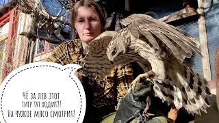 Обучение ястреба-тетеревятника. День 6. Кормление птицы на перчатке в волнительной обстановке