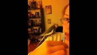 Cockatiel imitates toothbrush