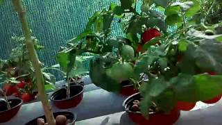 Гидропоника помидоры черри зажглись? Hydroponics cherry tomatoes zazhglis?