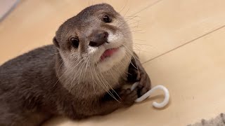 本気の綱引きをしたカワウソが反則技を使って放心状態になってしまった otter in a serious tug-of-war