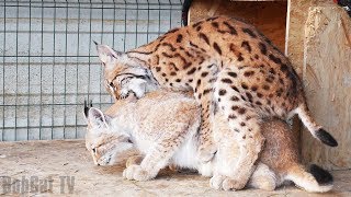 РЫСИНАЯ СТРАСТЬ. Утро с большими кошками