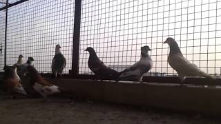 Agra Beautiful pigeons 24 India-indian