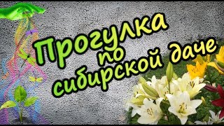 Прогулка по сибирской даче