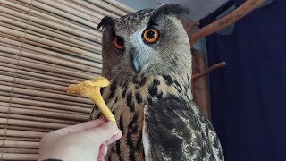 Yoll's stream домашний. Жарим лисичек с совами