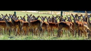 Deer Country : Best Farms In New Zealand