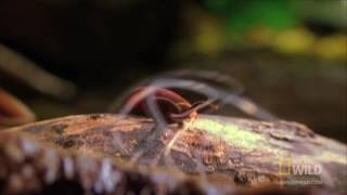 Onychophora Mini Film