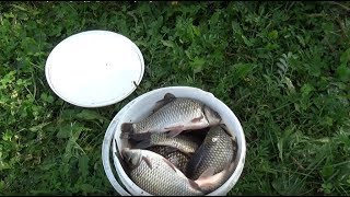 Ловля осеннего карася на,,пену,, и ,,манные шарики,,