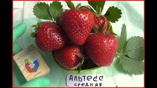 АЛЬТЕСС - сладкий нейтрал из Италии.