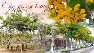 cây giáng hương- cây trồng công trình cảnh quan, cây trồng vỉa hè & khu công nghiệp
