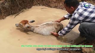 Baby Cow Rescue in Mud