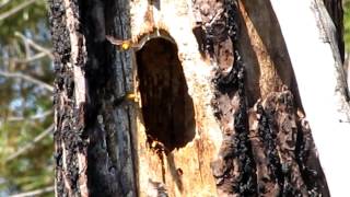 VESPA CRABRO