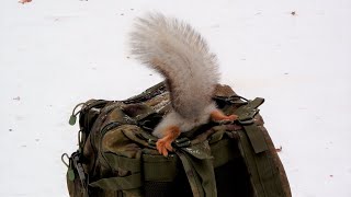 Белки нашли рюкзак с орехами / Squirrels found a backpack with nuts