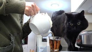 しおちゃんの「おきゃん」の意味 Theo the cat won't tell what "Okyan" means