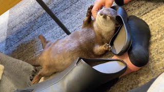 もはや止めてもスリッパに頭を突っ込むことをやめないカワウソ Otter that won't stop sticking its head in slippers