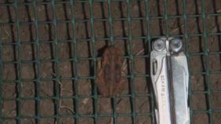 Cane Toad Fences