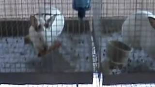akhir Bunny Cage Build a proper wire r ban banny Cage Diy