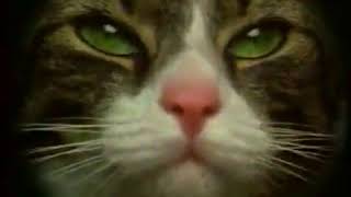 Реклама НТВ, 1999 Миф, Золотая бочка, Kitekat, Always, Chappi, Ace