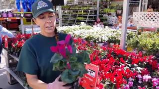 Cleaning Your Cyclamen