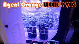 Agent Orange Beginner Grow Series:  Week 9 of Vegetation