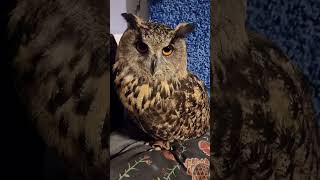 Cinnamon owls #shorts