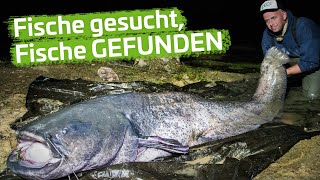WALLER im HERBST - Fische gesucht, Fische GEFUNDEN | Herbsttour 2019 - #2