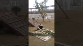 Bai Yun's Grandson SU XING's bamboo breaking style