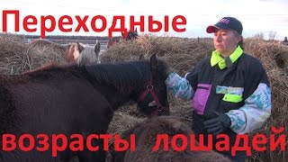 "Переходные" возрасты лошадей. Неожиданности в поведении.