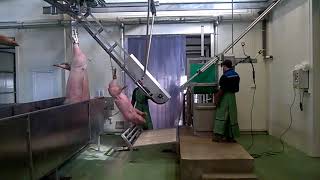 Убой свиней_slaughter of pigs_Maquinaria Matadero