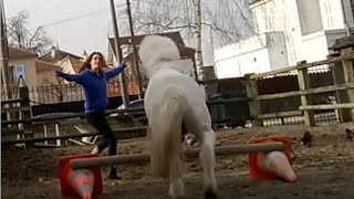 Paillette - Liberté, cirque et longues rênes ♥