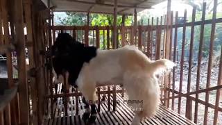 Kambing Kurban tahun 2019