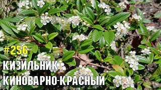 Кизильник киноварно-красный из Мурманской области | Жизнь в Адлере