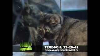 Ищу хозяина. МТВ 21.05.2012 (ВГОБФЗЖ "Покровитель")