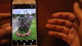 Google Lens example on Pixel phone identifying flowers