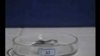 Phản ứng Al +NaOH