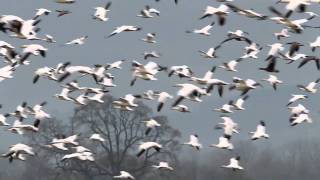 Snow Geese and Bald Eagles at Sauvie Island