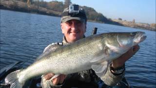 Sandacz Zander  74,72,71,70cm