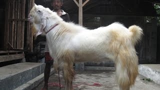 Koleksi Kambing Etawa Super Peternakan Etawa Jaya
